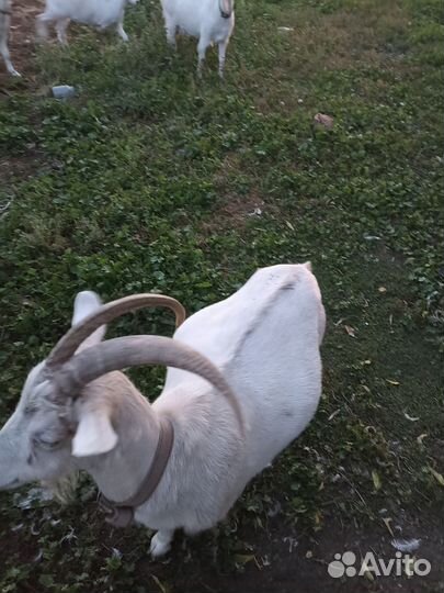 Зааненские козы дойные