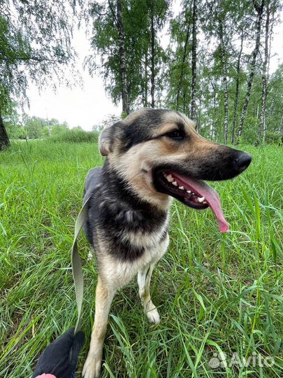 Восточноевропейская овчарка метис Джейна