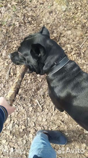 Кане Корсо кобель вязка