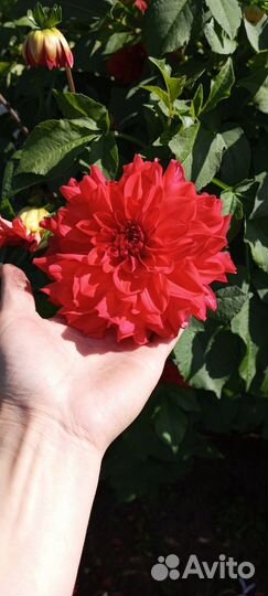 Георгины клубни