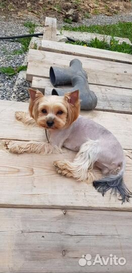 Догситтер, выгул собак, передержка