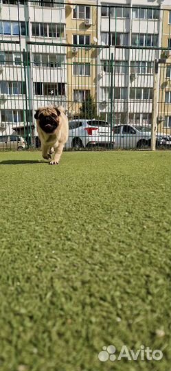 Вязка мопс мальчик