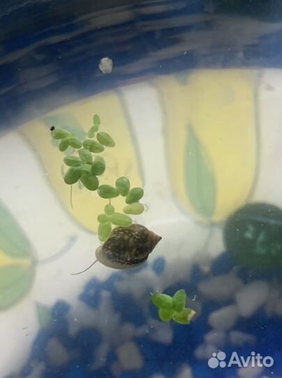 Улитки аквариумные