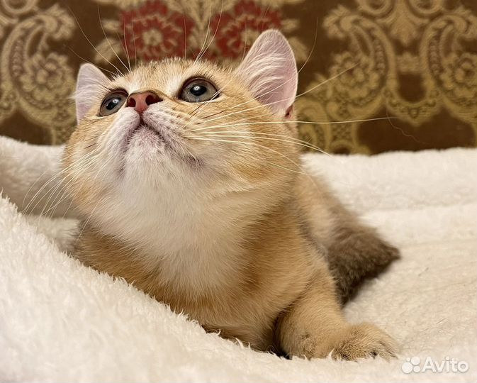 Золотая шишилла Плюшевая кошечка 3 мес