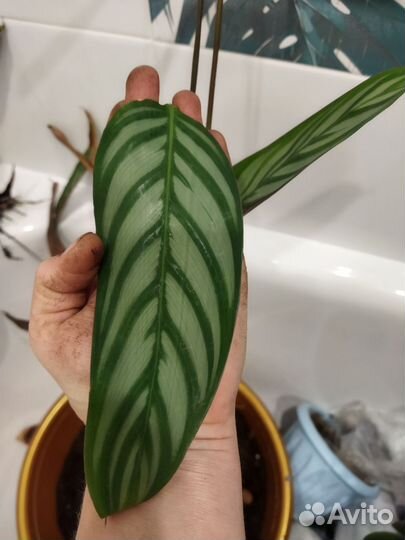 Ктенанта, монстера манки