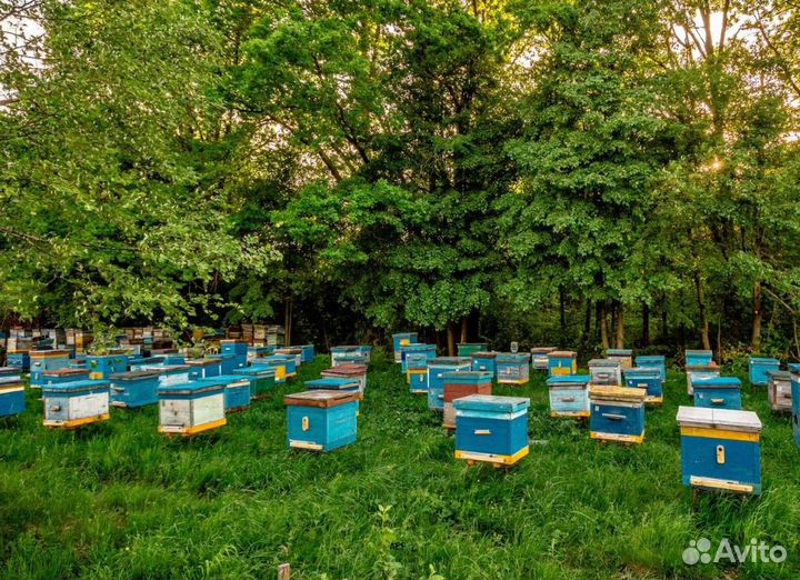 2024 Мед натуральный из Алтая опт