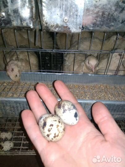 Перепела несушки