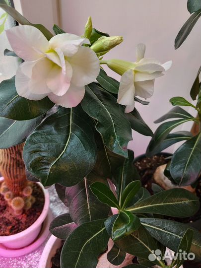 Комнатные цветы