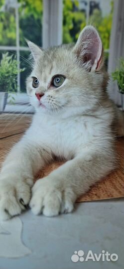 Британский котенок