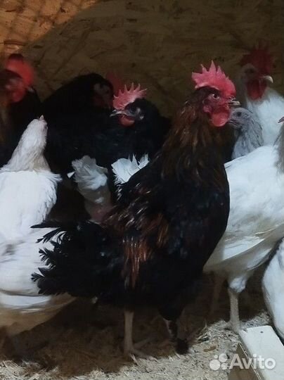 Молодые петухи