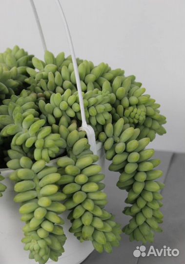 Седум Rubrotinctum Rosea