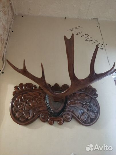 Продам рога