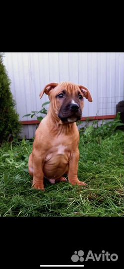 Вязка питбуль