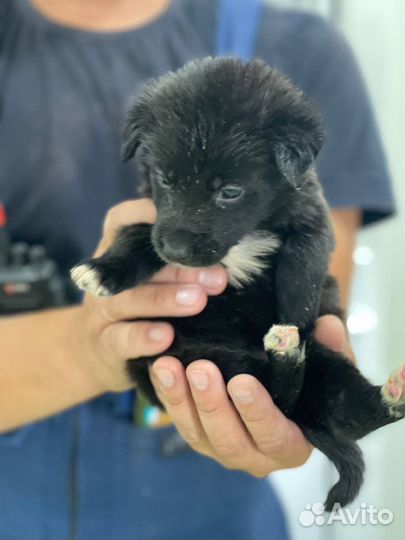 Щенок в добрые руки