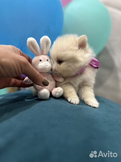 Щенки шпица