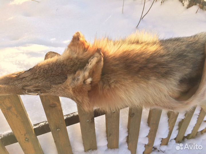 Шкура волка