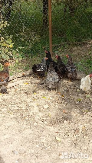 Куры несушки