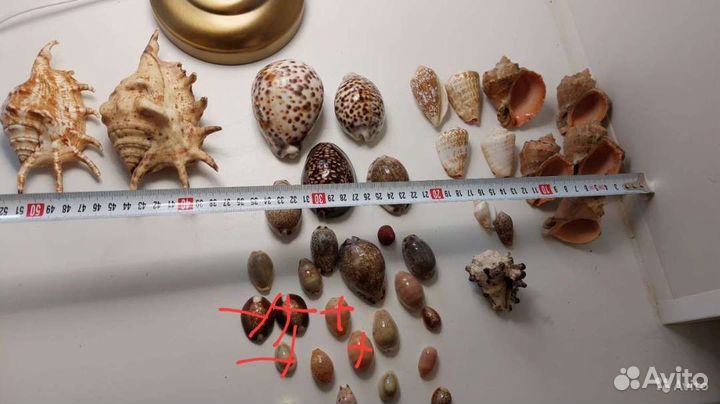 Каури, ципреи, лямбисы