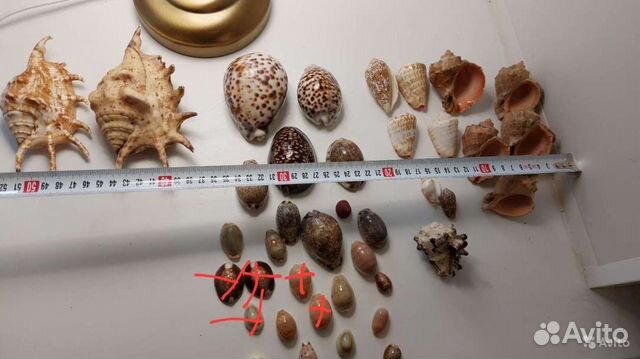 Каури, ципреи, лямбисы