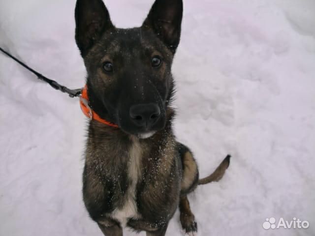 Метис малинуа, девочка