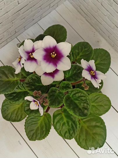 Фиалка optimara my love