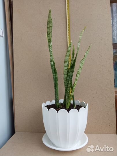 Сансевиерия, щучий хвост