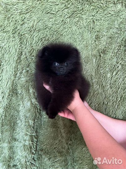 Померанский шпиц тип мишка мини