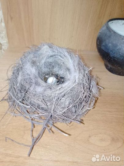 Гнездо дикой птицы