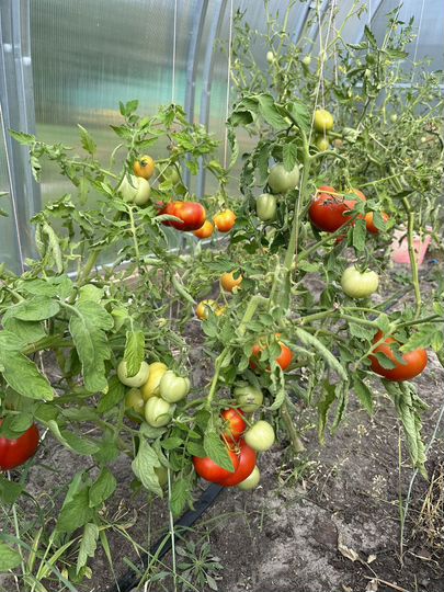 Дача 35 м² на участке 11 сот.