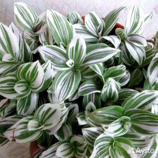 Традесканция несколько сортов