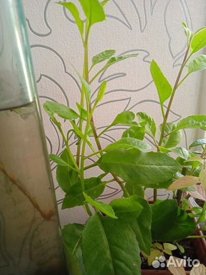 Джинура листья бога, от 100 болезней