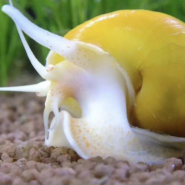 Улитки ампулярии