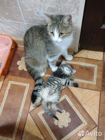 Кошка в дар бесплатно