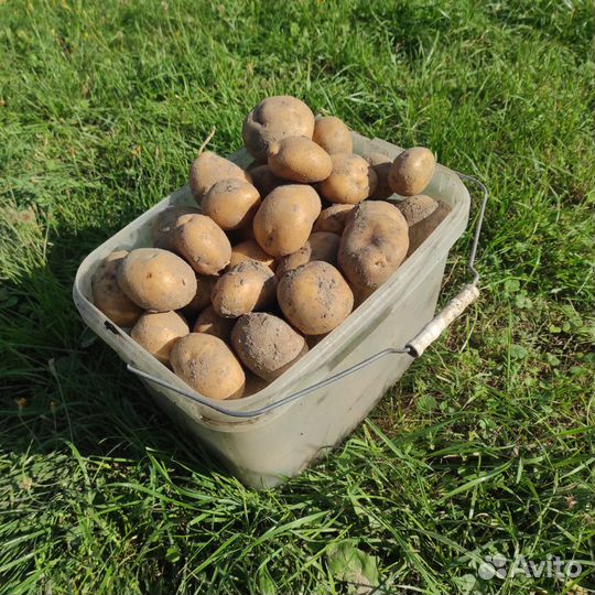 Продам картофель