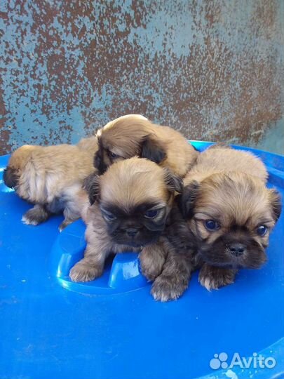Щенки пекинеса