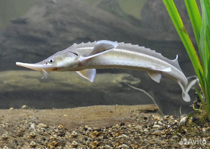 Живая, свежая, свежемороженая рыба с доставкой