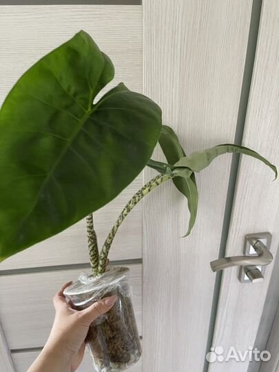 Взрослые алоказии