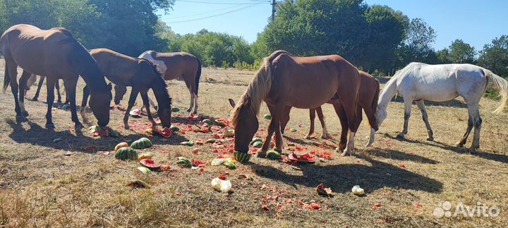 Постой лошадей. Катания, фото сессии