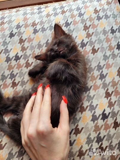 Британские котята