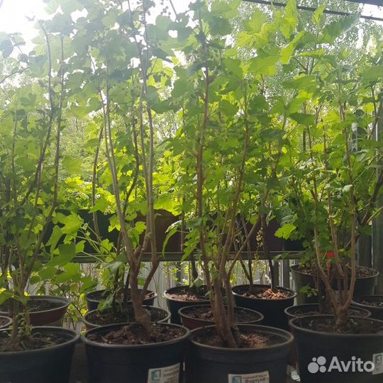 Саженцы плодовых и ягодных из питомника