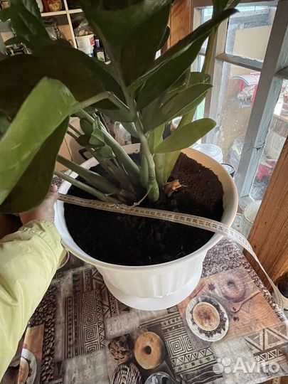 Замиокулькас