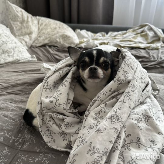 Вязка кобель чихуахуа мини