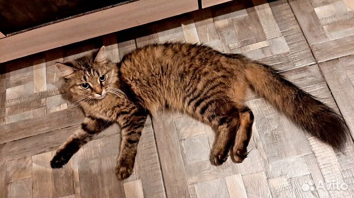 Кошка в дар бесплатно