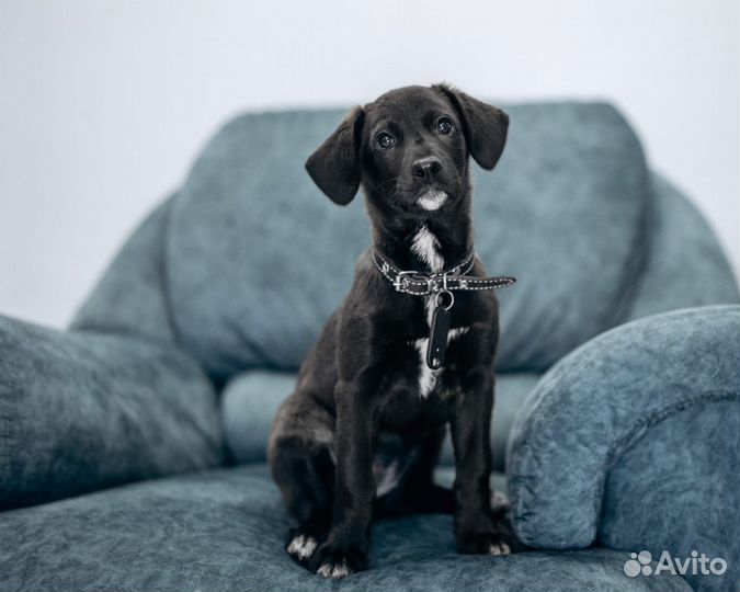 Щенок(метис лабрадор девочка) в добрые руки