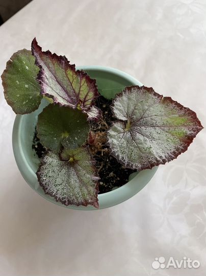 Бегония, гинура, традесканция тайская