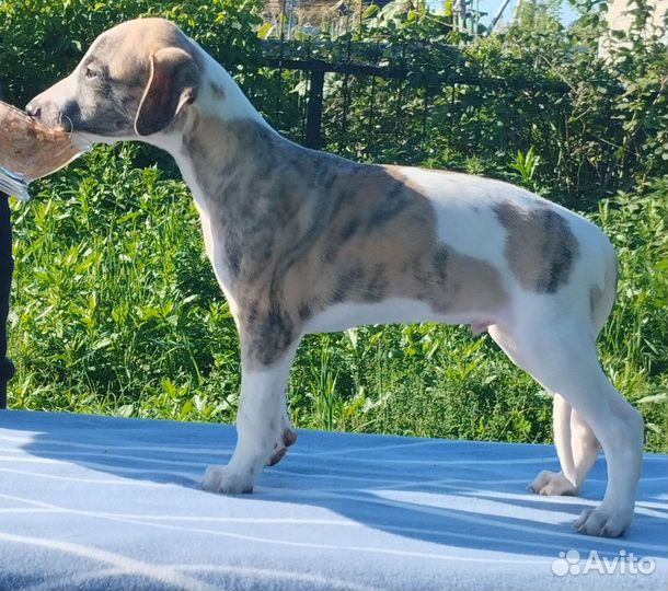 Щенки уиппета