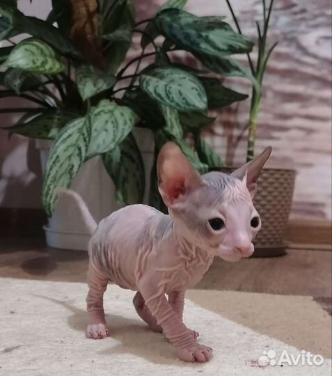 Сфинкс