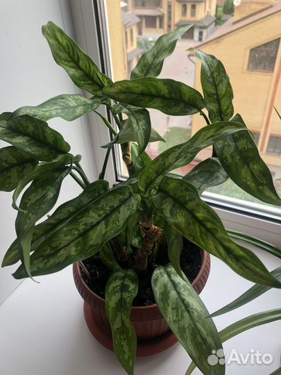 Диффенбахия