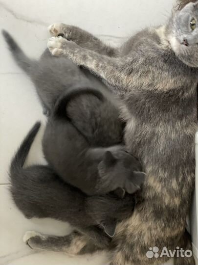 Отдам дымчатых котят