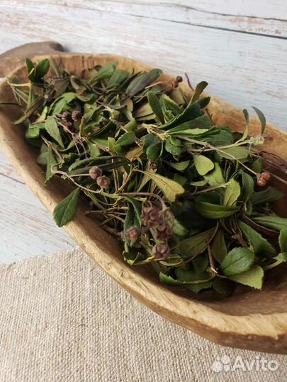 Зимолюбка зонтичная